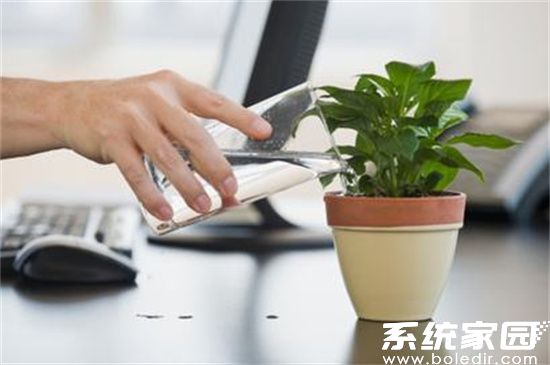 办公环境绿植布置
